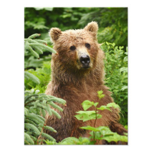 12x16 Foto de acabamento Satin do urso pardo