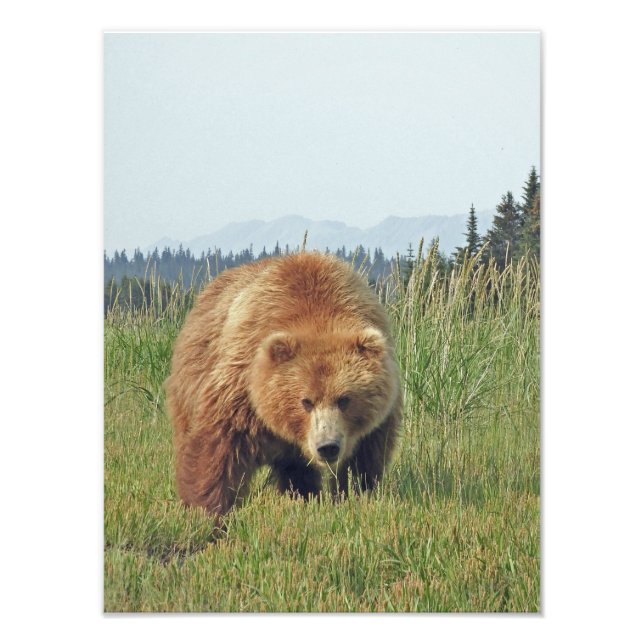 12x16 Foto de acabamento Satin do urso pardo (Frente)