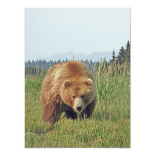12x16 Foto de final de Satin de urso pardo