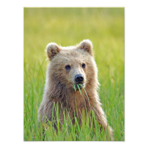 12x16 Foto de final de Satin do filhote de urso pa