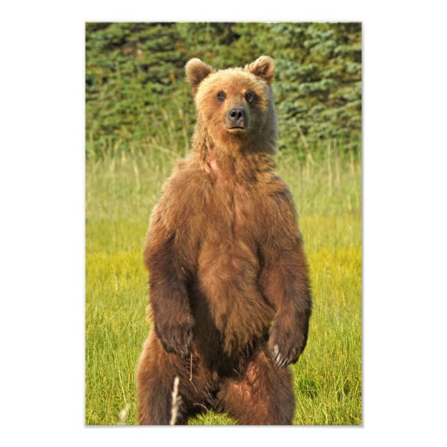 13x19 Foto satin de urso pardo (Frente)