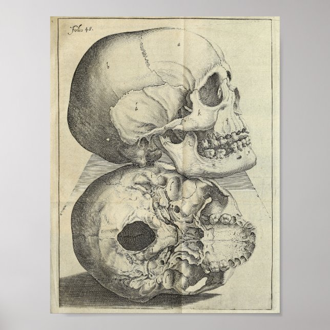 1616 Vintage Skulls Anatomy Impressão (Frente)