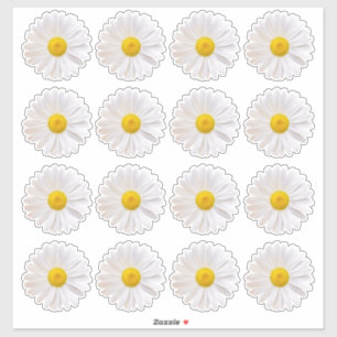 16 Adesivos Shasta Daisy Flower Kiss-Cut