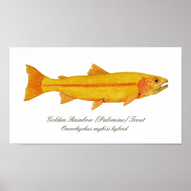 16" x 12", Poster de valor (Matte) (Frente)