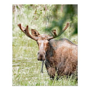 16x20 Foto de Satin de alce