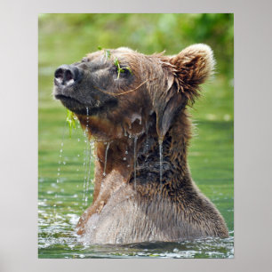 16x20 Papel Poster de valor (Matte) com urso pardo
