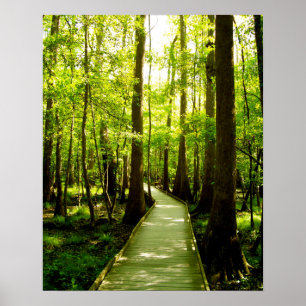 16x20 poster - trajeto de floresta