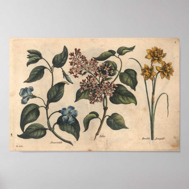1757 Impressão de Arte da Flor Botânica (Frente)