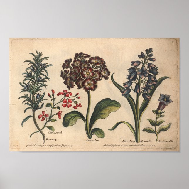 1757 Impressão de Arte da Flor Botânica Rosemary (Frente)