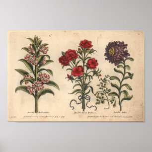 1757 Impressão de Arte de Flor Botânico Balsamin