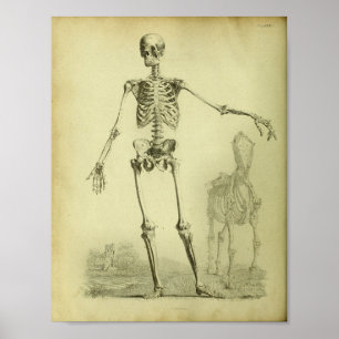 1824 impressão de esqueleto da anatomia do ser