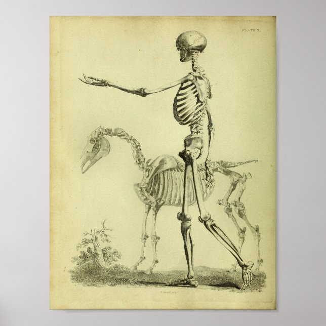 1824 Skeleton Impressão de Anatomia Humana e Caval (Frente)