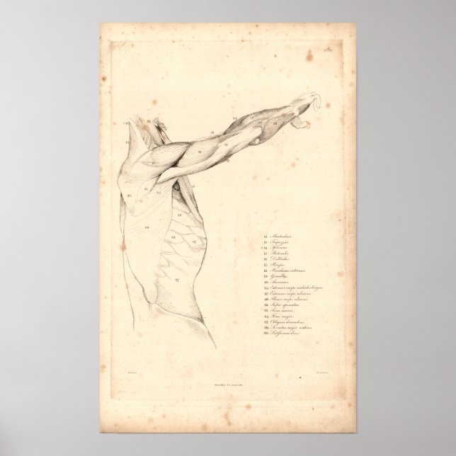 1833 Músculos da Impressão de Anatomia do Ombro na (Frente)