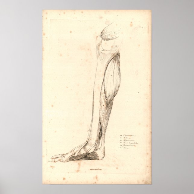 1833 Músculos da perna Impressão de Anatomia Vinta (Frente)
