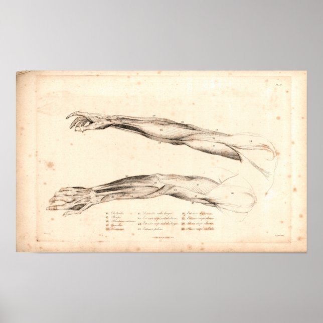 1833 Músculos do braço Impressão da Anatomia Vinta (Frente)