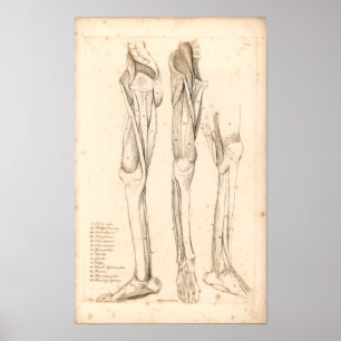 1833 músculos do impressão da anatomia do vintag