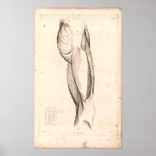 1833 músculos do impressão da anatomia do vintag