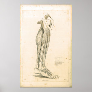 1833 músculos do impressão da anatomia do vintag