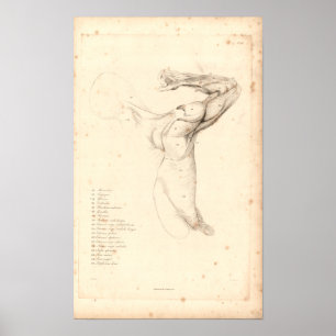 1833 músculos do impressão da anatomia do vintag