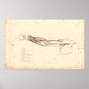 1833 músculos do impressão da anatomia do vintag