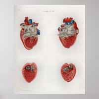 1833 Vintage Heart Anatomy Poster