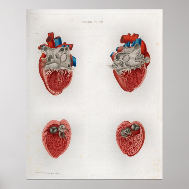 1833 Vintage Heart Anatomy Poster (Frente)