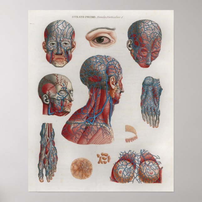 1833 Vintage Veins Head Face Anatomy Poster (Frente)