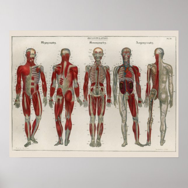 1837 Vintage Músculos Nervos Anatomia Poster (Frente)