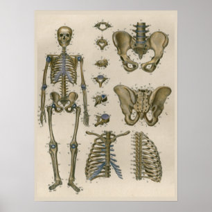 1837 Vintage Skeleton Anatomia Pelvis Poster
