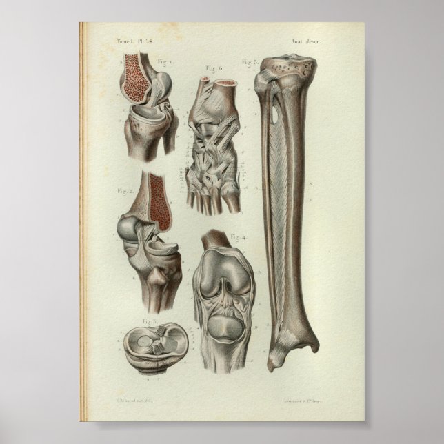 1844 Anatomia Vintage Anatomy Impressão Knee Ankle (Frente)
