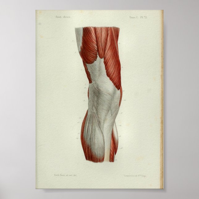 1844 Anatomia Vintage Impressão Músculos Joelho (Frente)