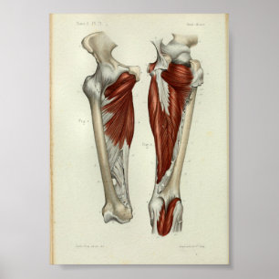 1844 Anatomia Vintage Impressão Músculos Perna