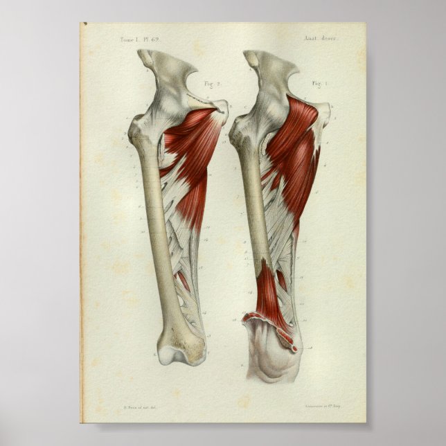 1844 Anatomia Vintage Impressão Músculos Perna (Frente)