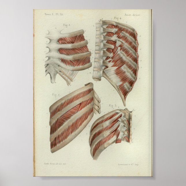 1844 Anatomia Vintage Impressão Músculos Rígidos (Frente)