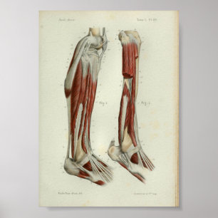 1844 Anatomia Vintage Impressão musculosquelétic