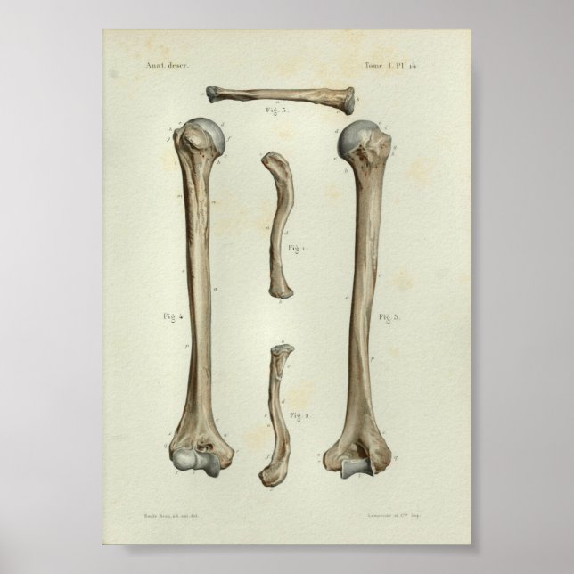 1844 Vintage Anatomy Impressão Humerus Clavicle (Frente)