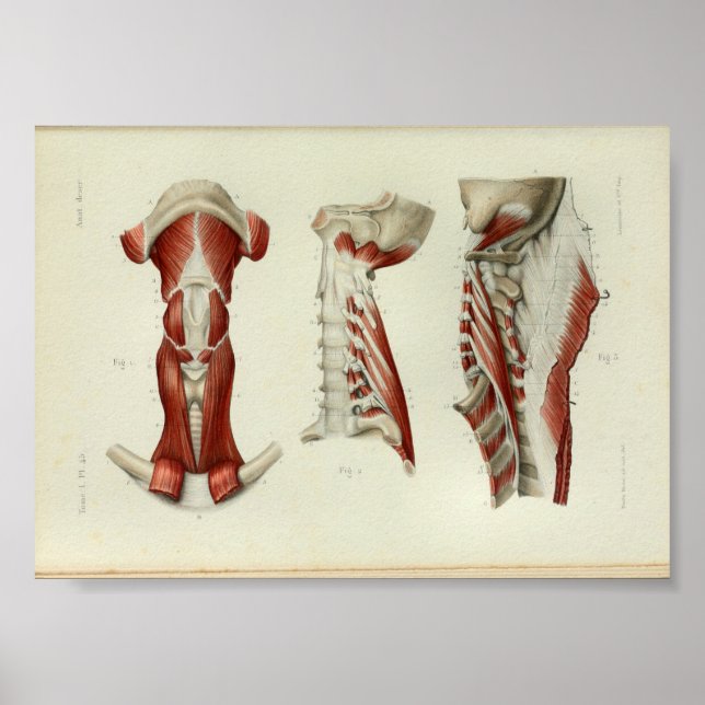 1844 Vintage Anatomy Impressão Muscle Neck (Frente)