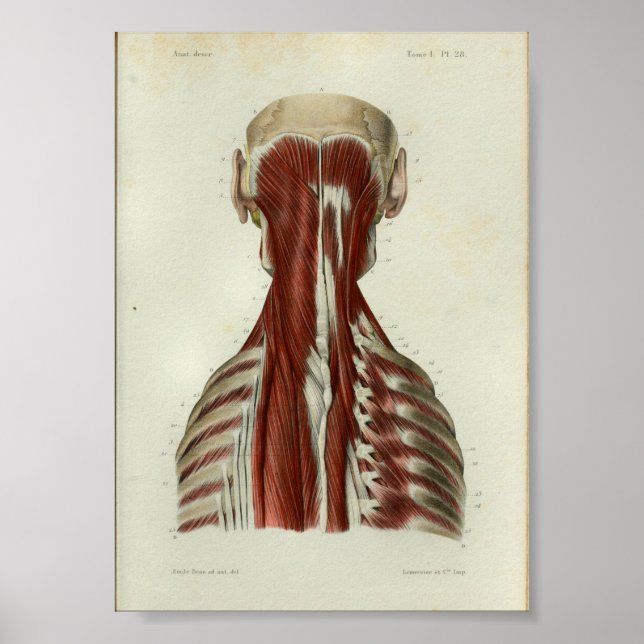 1844 Vintage Anatomy Impressão Muscle Neck (Frente)