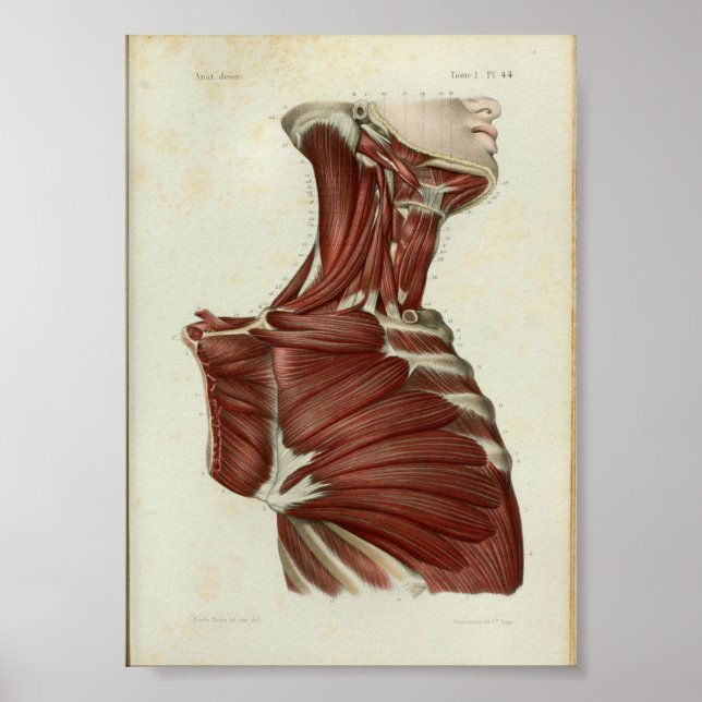 1844 Vintage Anatomy Impressão Muscle Neck (Frente)