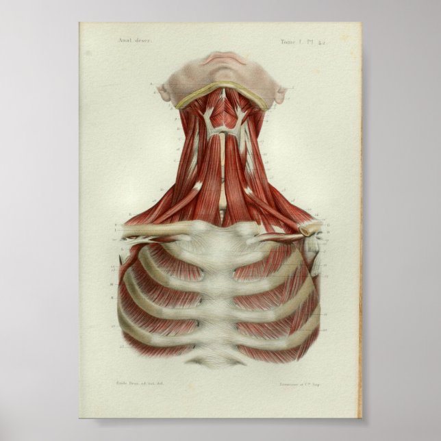 1844 Vintage Anatomy Impressão Muscle Neck (Frente)