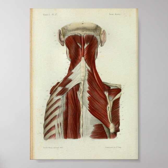 1844 Vintage Anatomy Impressão Muscle Neck (Frente)