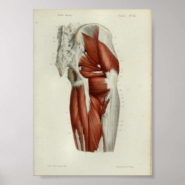 1844 Vintage Anatomy Impressão Muscles Hip (Frente)