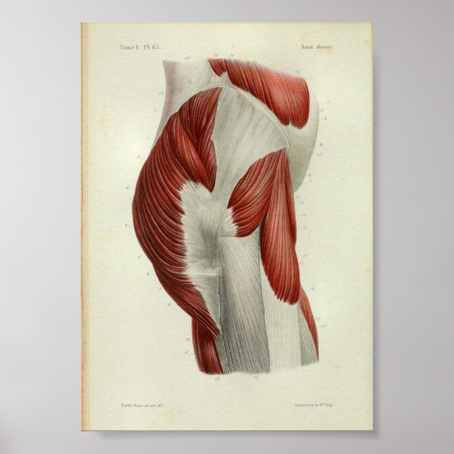 1844 Vintage Anatomy Impressão Muscles Hip (Frente)