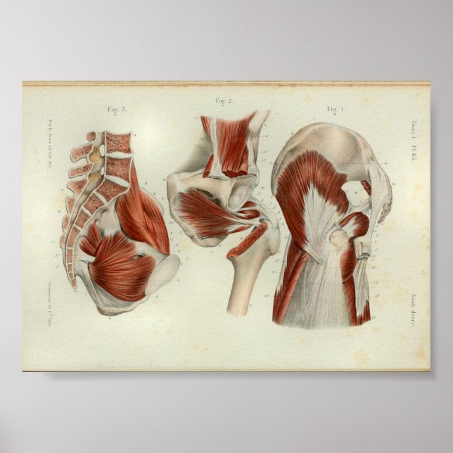 1844 Vintage Anatomy Impressão Muscles Hip (Frente)