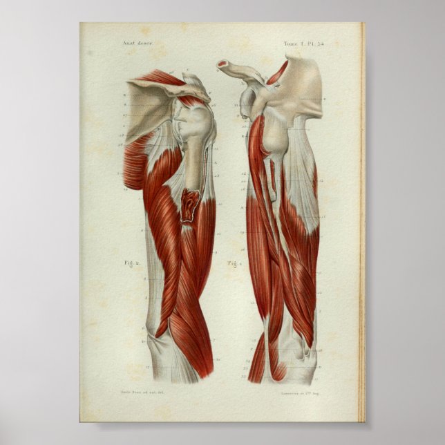 1844 Vintage Anatomy Impressão Muscles Ombro (Frente)