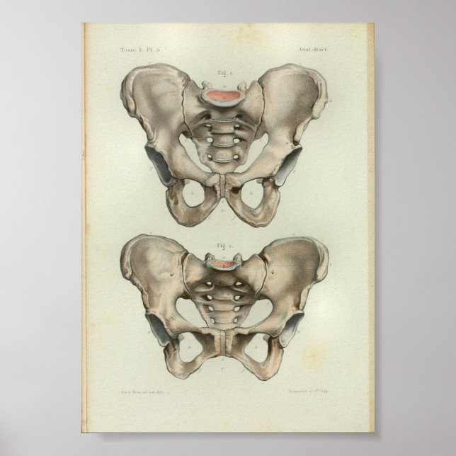 1844 Vintage Anatomy Impressão Pelvis (Frente)