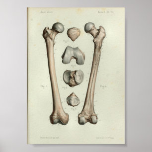 1844 Vintage Impressão Femur Bone