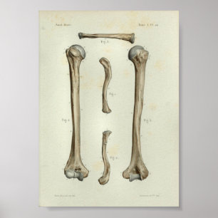 1844 Vintage Impressão Humerus Clavicle