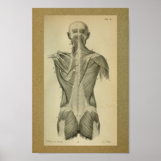 1850 Anatomia Vintage Impressão (Frente)