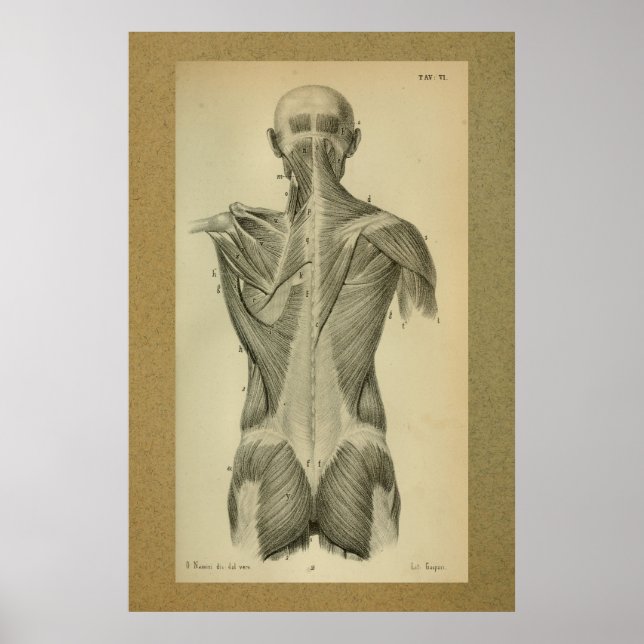 1850 Anatomia Vintage Impressão (Frente)